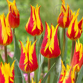 Hectarul - Bulbi de lalea Fire Wings, 5 bulbi